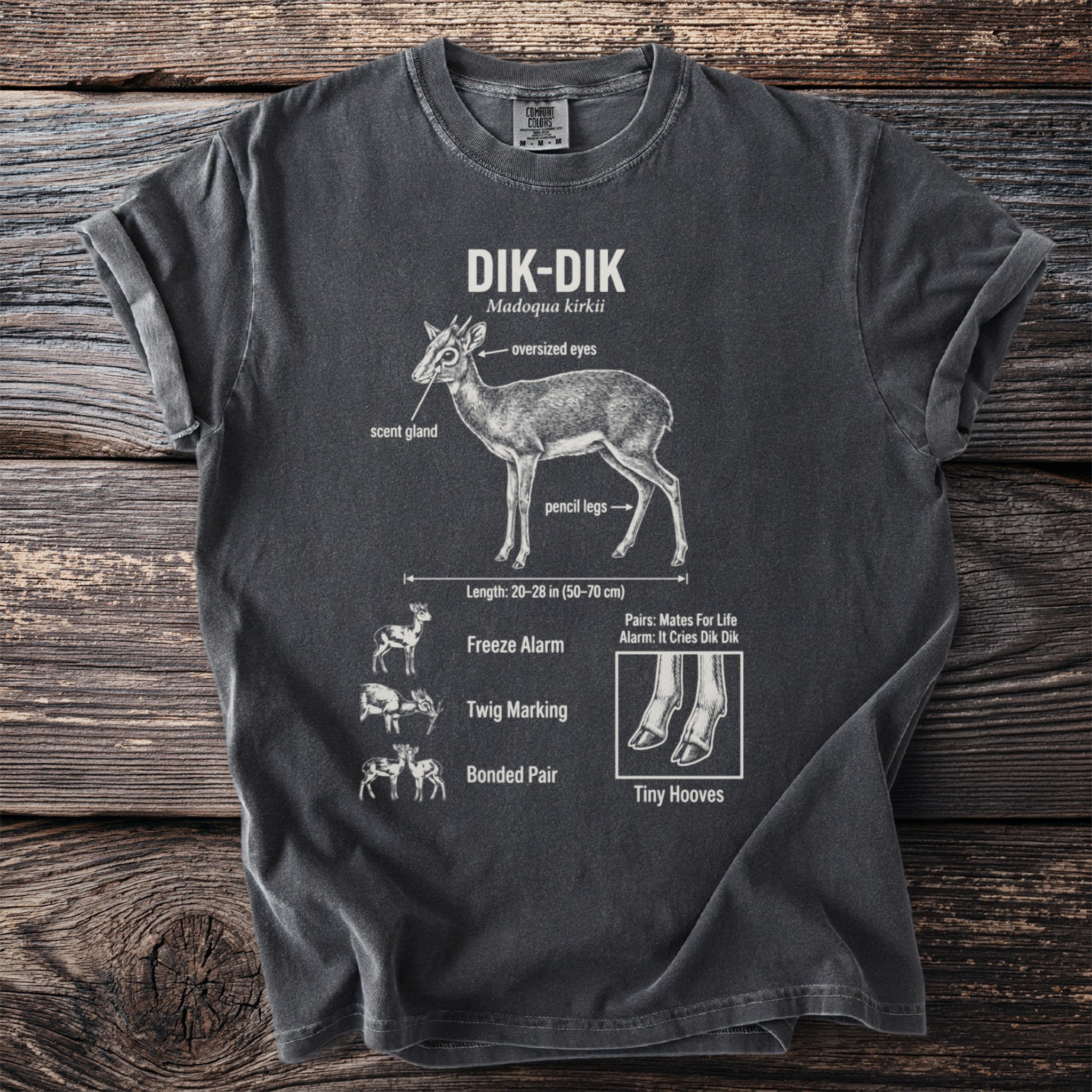 Dik-dik diagram with labels: scent gland, oversized eyes, pencil legs, and behaviors.
