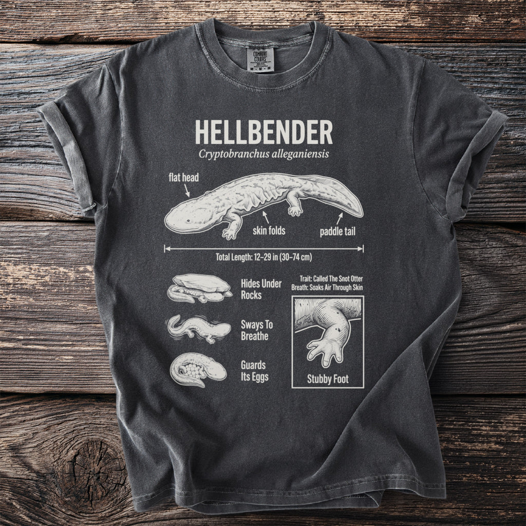 Hellbender diagram with labels for flat head, skin folds, paddle tail, and size.