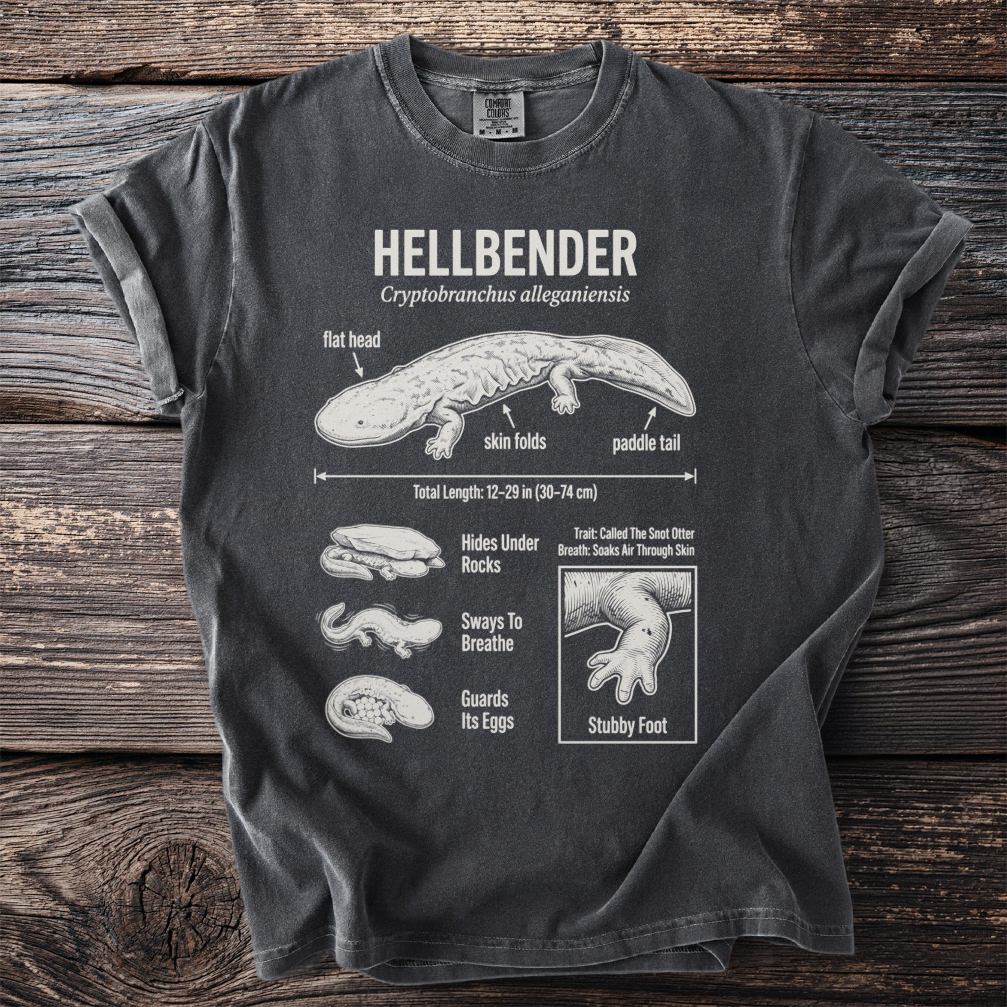 Hellbender diagram with labels for flat head, skin folds, paddle tail, and size.