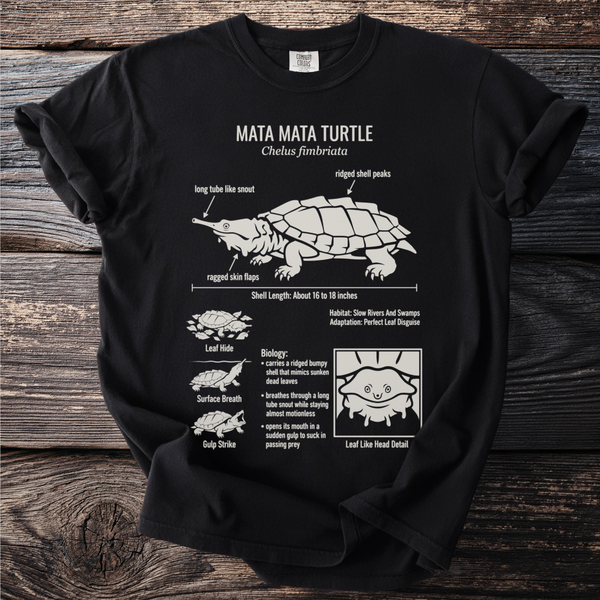 Mata Mata Turtle illustration with biology and habitat facts for Chelus fimbriata.