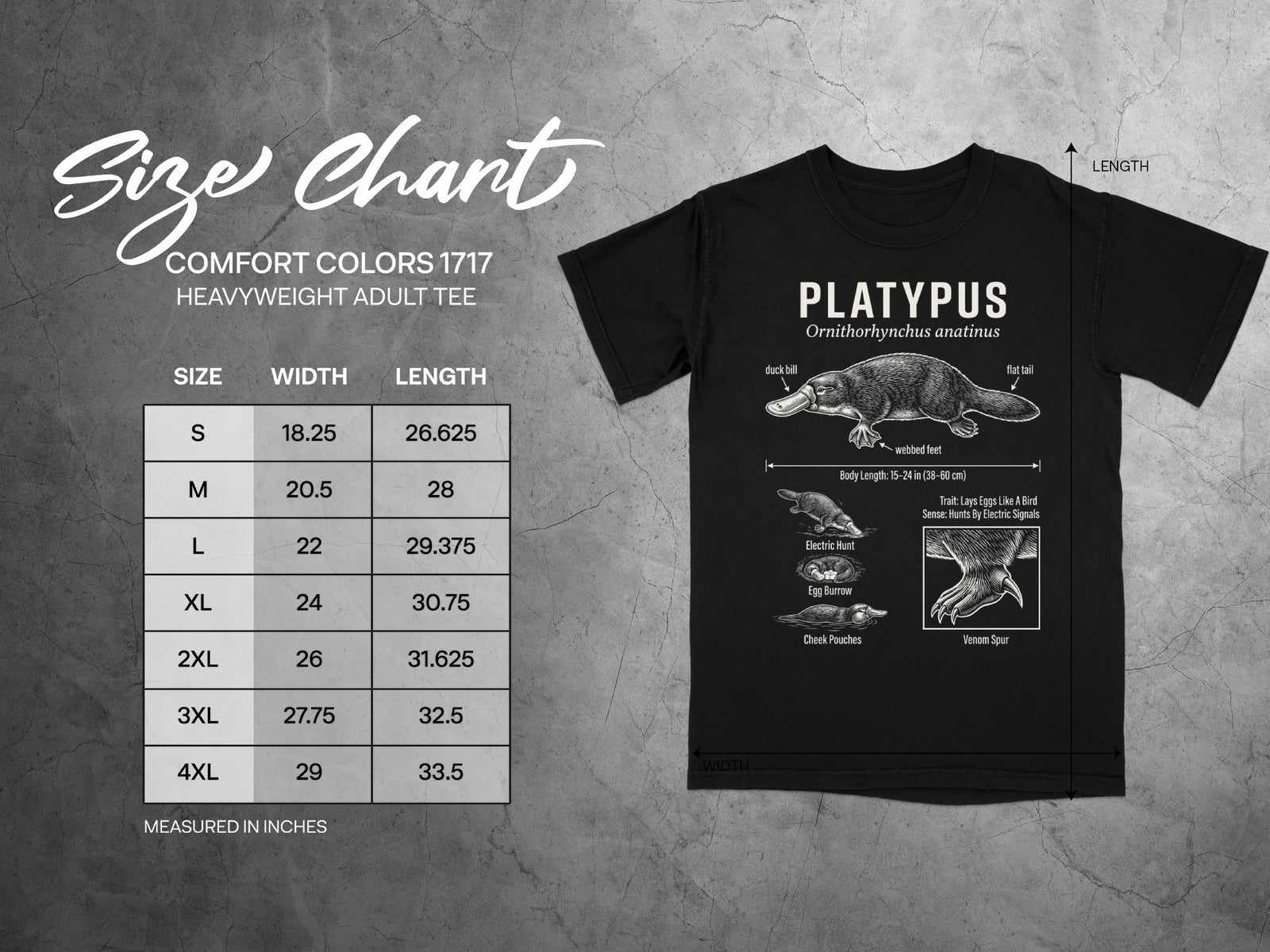 Comfort Colors 1717 garment size chart in inches.