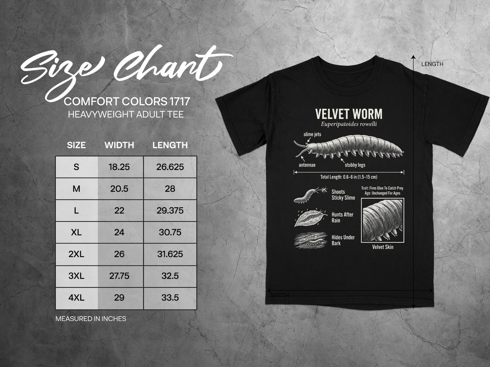 Comfort Colors 1717 garment size chart in inches.
