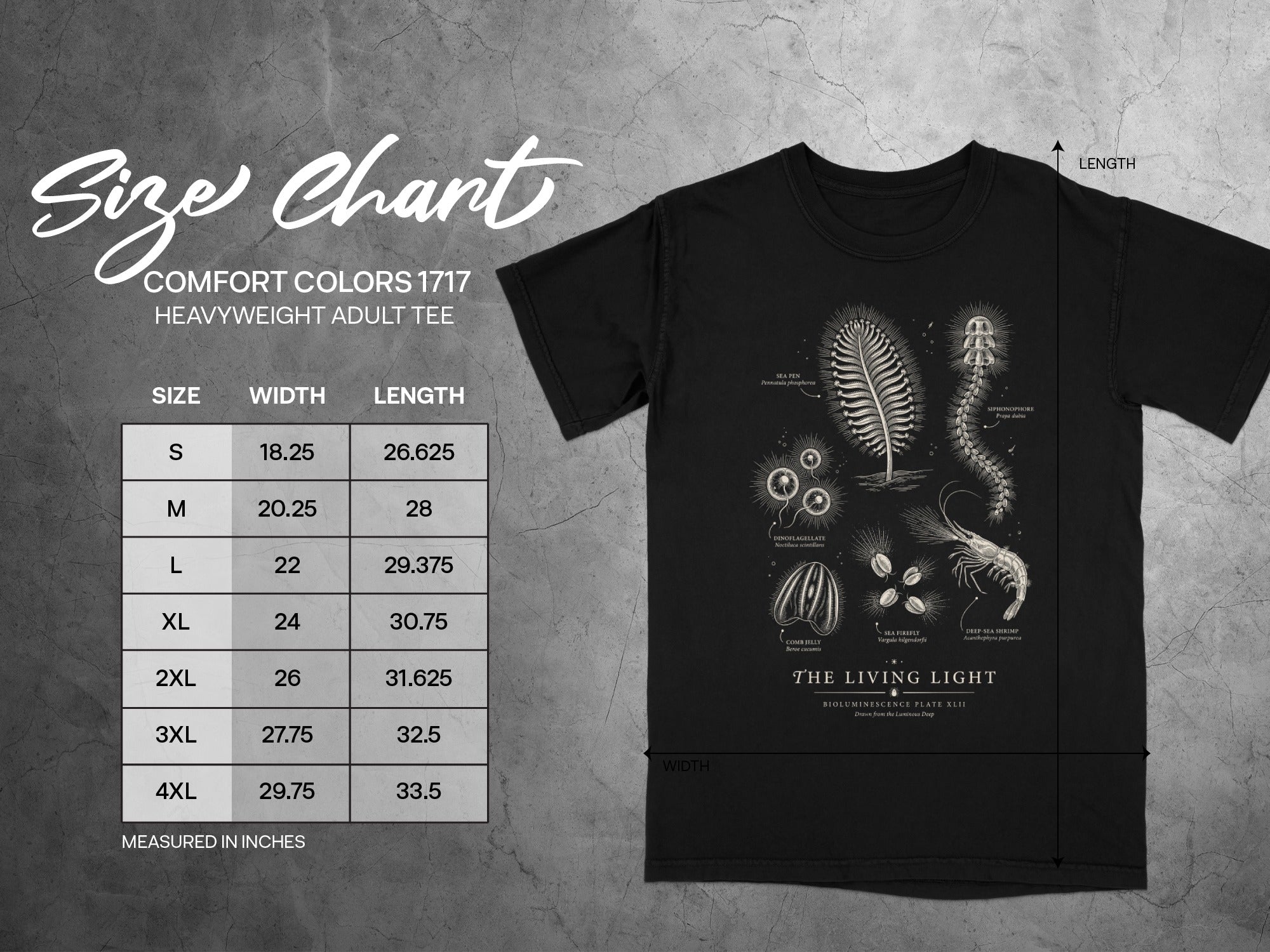 Comfort Colors 1717 size chart with scientific illustrations of marine life.