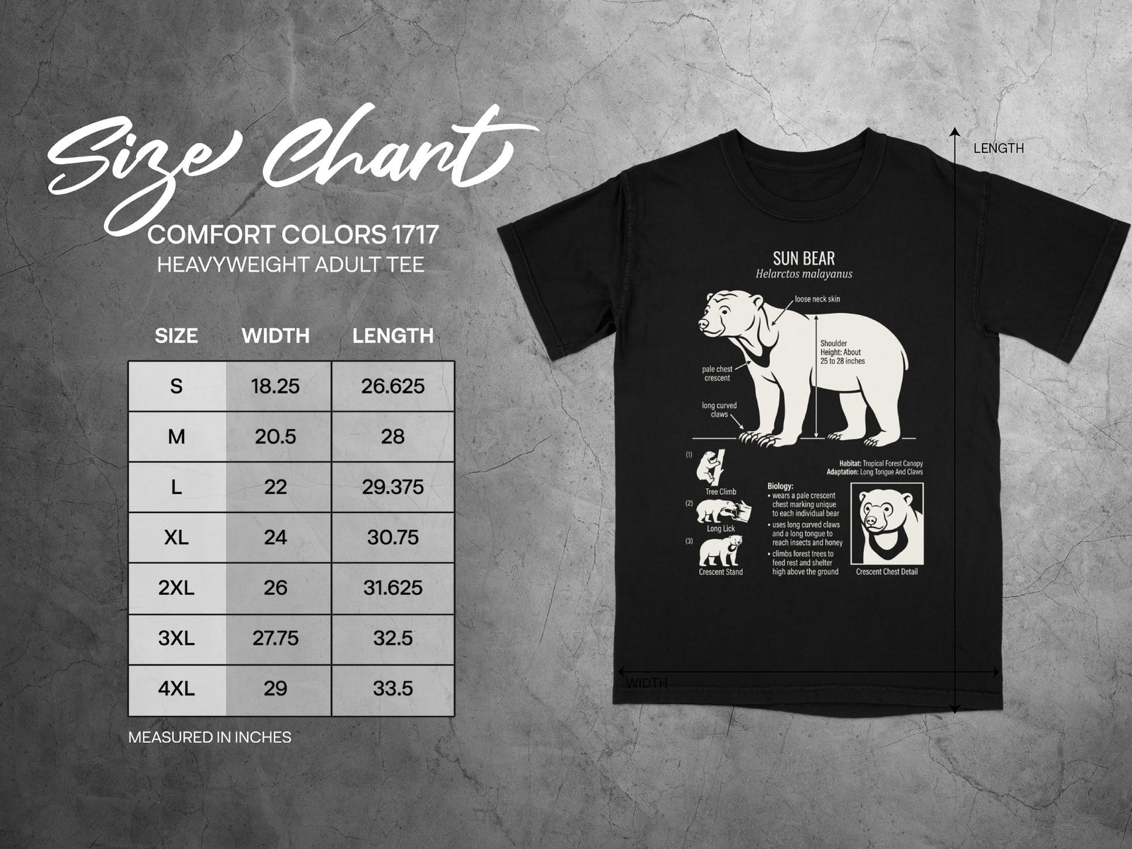 Comfort Colors 1717 heavyweight adult tee size chart with sun bear illustration.