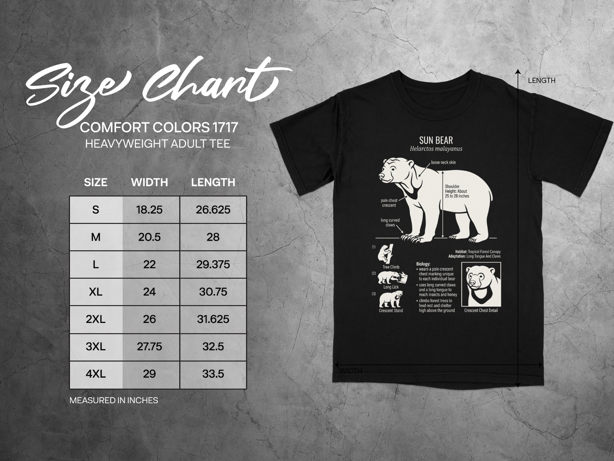 Comfort Colors 1717 heavyweight adult tee size chart with sun bear illustration.