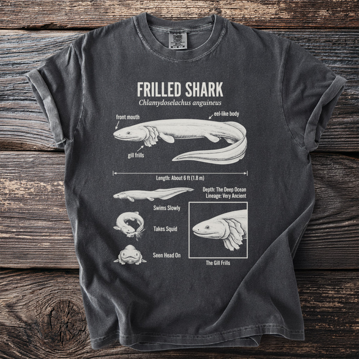 Frilled Shark scientific illustration with labels detailing its anatomy and habitat.